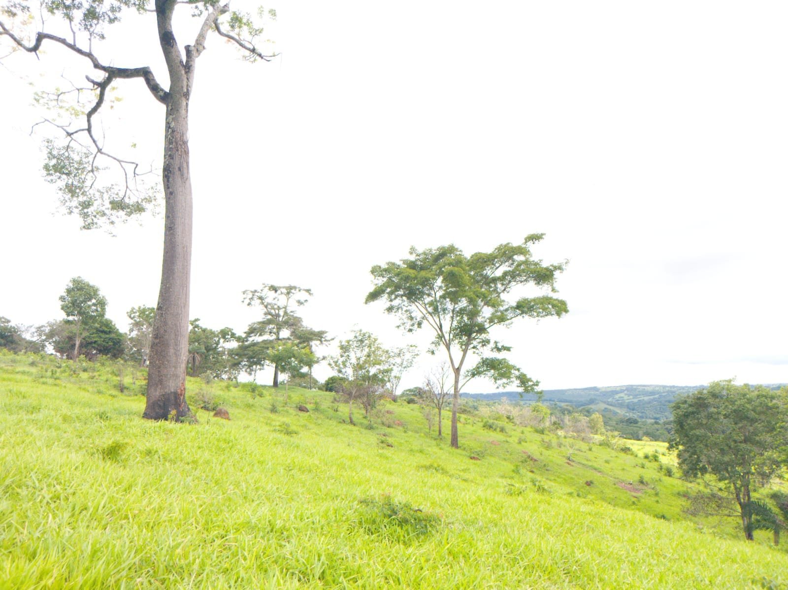 Fazenda 25 Hectares com Escritura - Bonfinópolis/GO - R$ 1.300.000